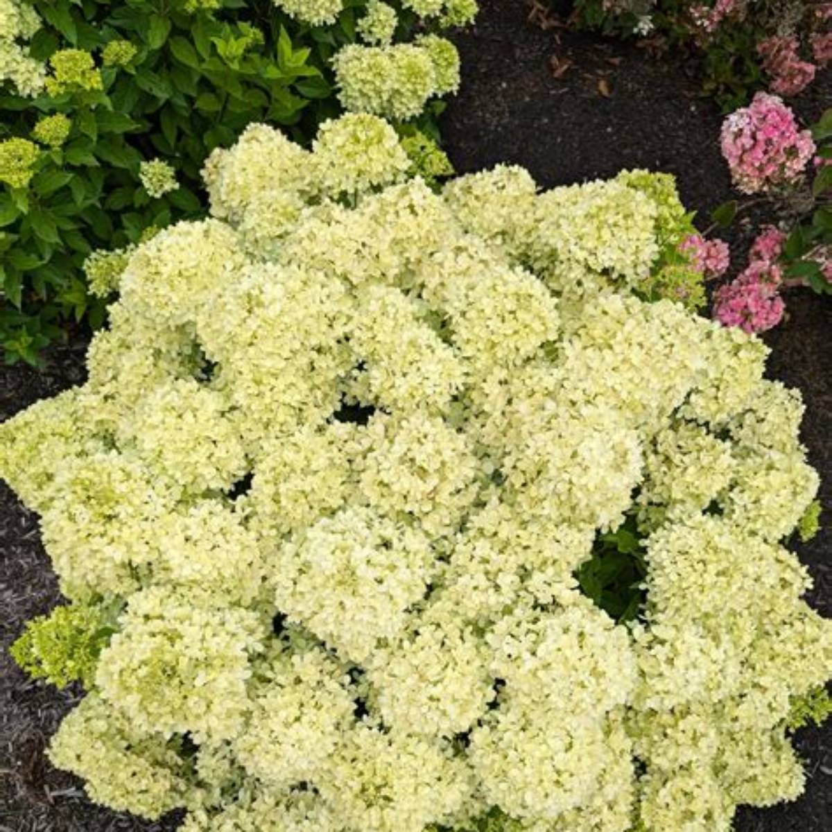 Bubble Bath™ Hydrangea