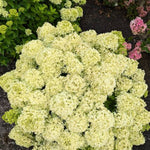 Bubble Bath™ Hydrangea