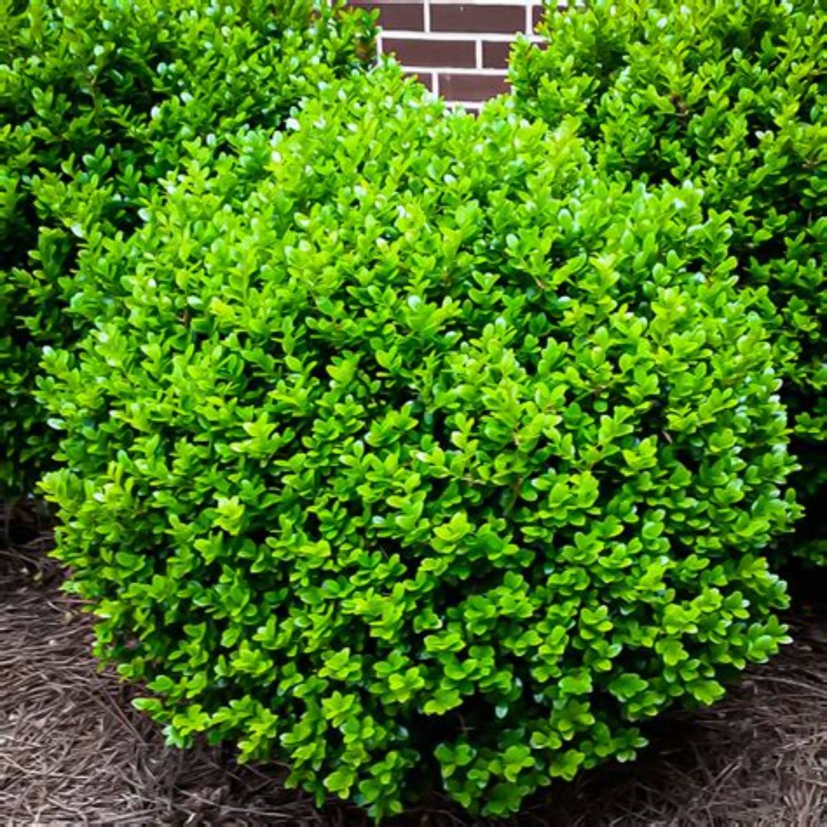 Winter Gem Boxwood