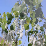 Noreaster Cottonwood Tree