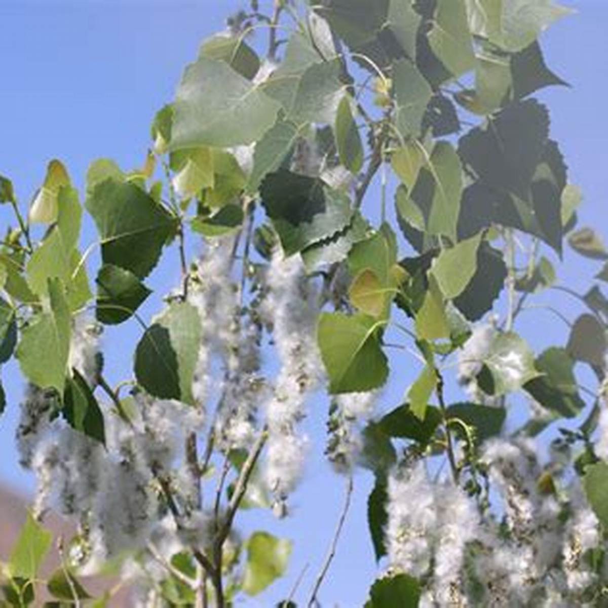 Noreaster Cottonwood Tree