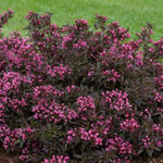 Dark Horse Weigela