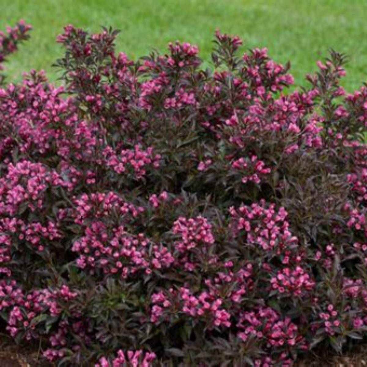 Dark Horse Weigela