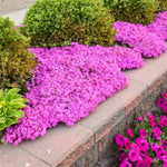 Creeping Pink Phlox