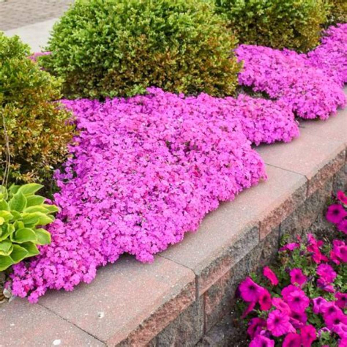 Creeping Pink Phlox