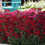 Rockin™ Red Dianthus