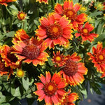 Spintop Orange Halo Blanket Flower