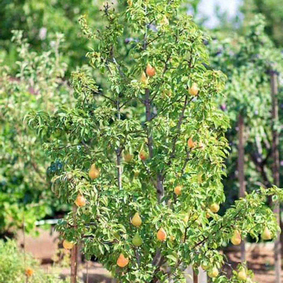 Kieffer Pear Tree
