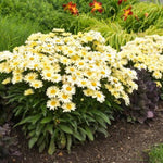 Amazing Daisies® Banana Cream II Shasta Daisy