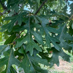 Elkyn™ White Oak Tree