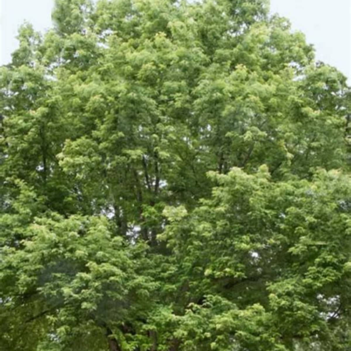 Silver Maple Tree