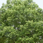 Silver Maple Tree
