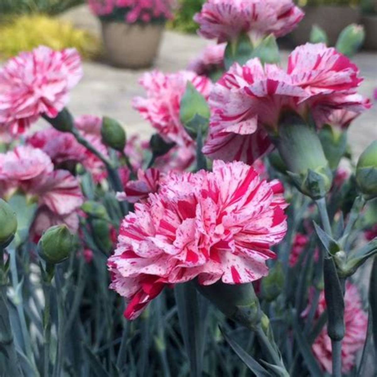 Devon Cottage™ Pinball Wizard Dianthus