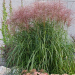 Red Silver Maiden Grass