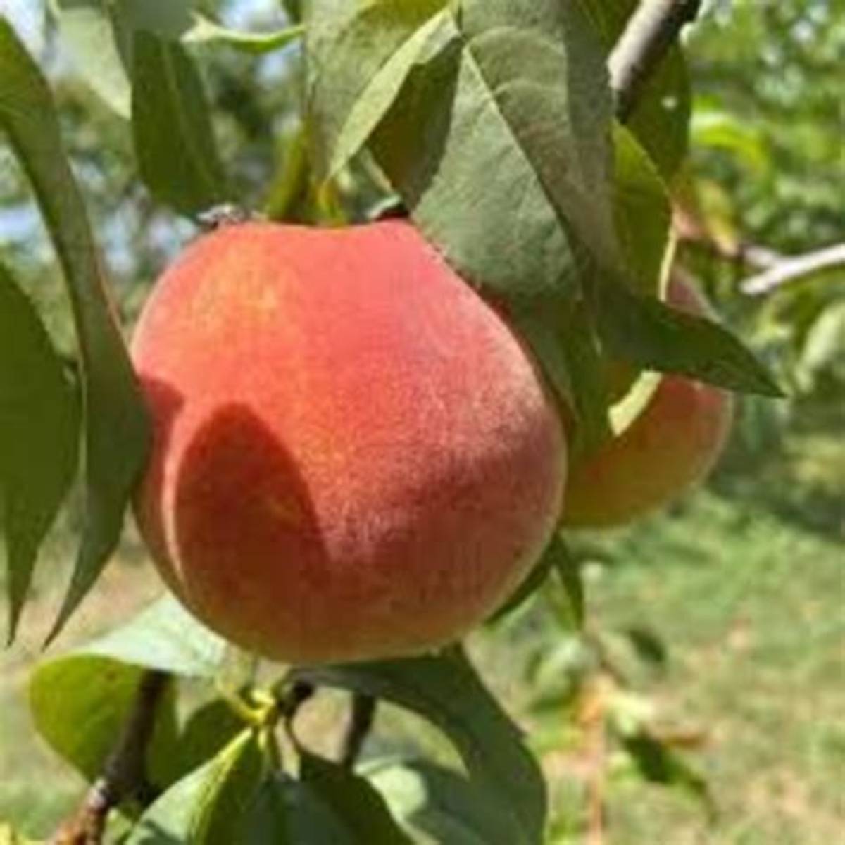 Harvester Peach Tree