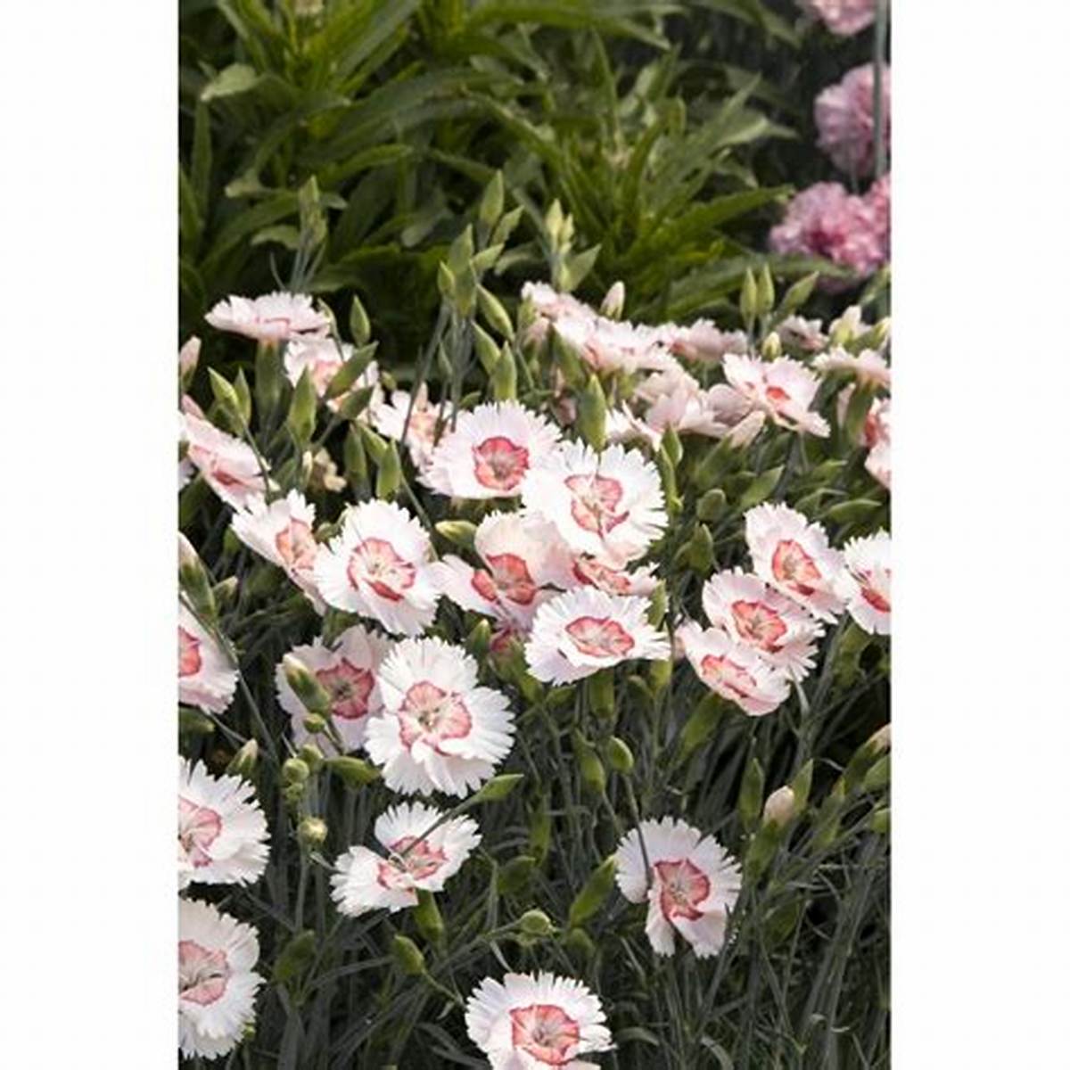 American Pie® Georgia Peach Dianthus
