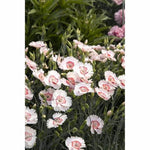 American Pie® Georgia Peach Dianthus