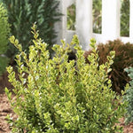 Golden Dream Boxwood