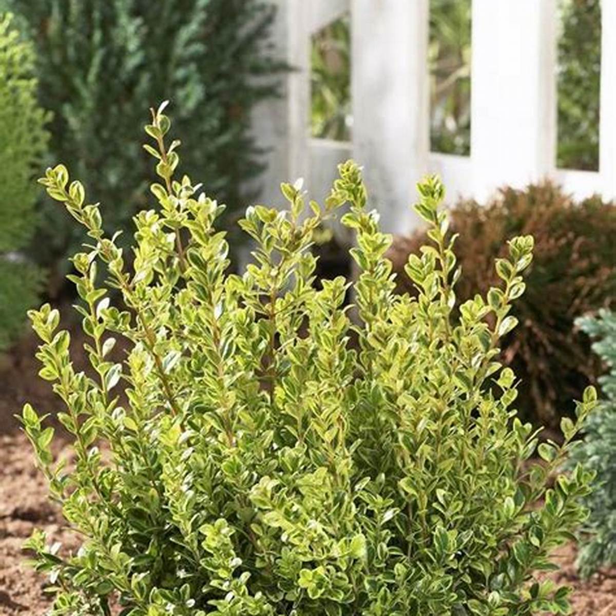 Golden Dream Boxwood