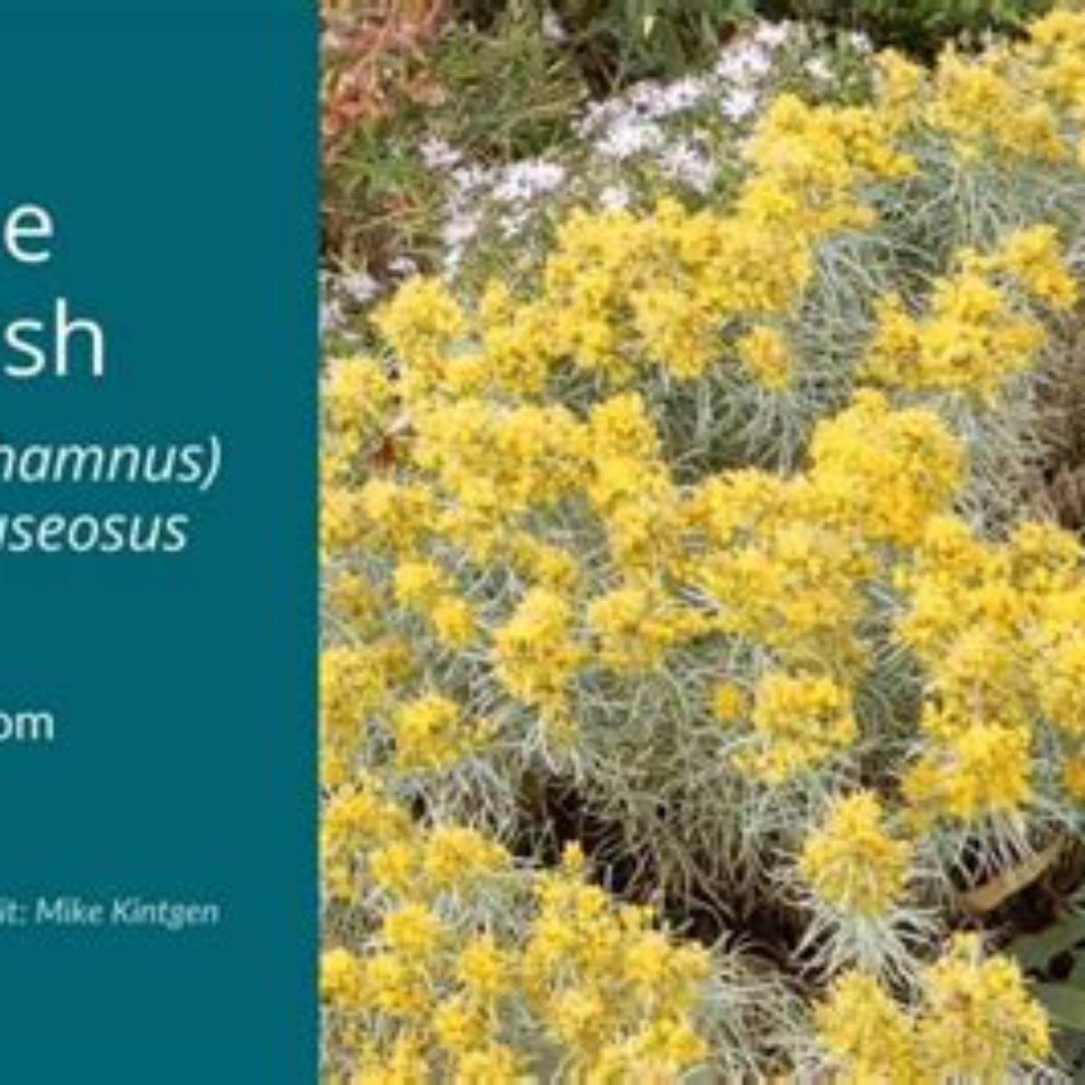 Baby Blue Rabbitbrush