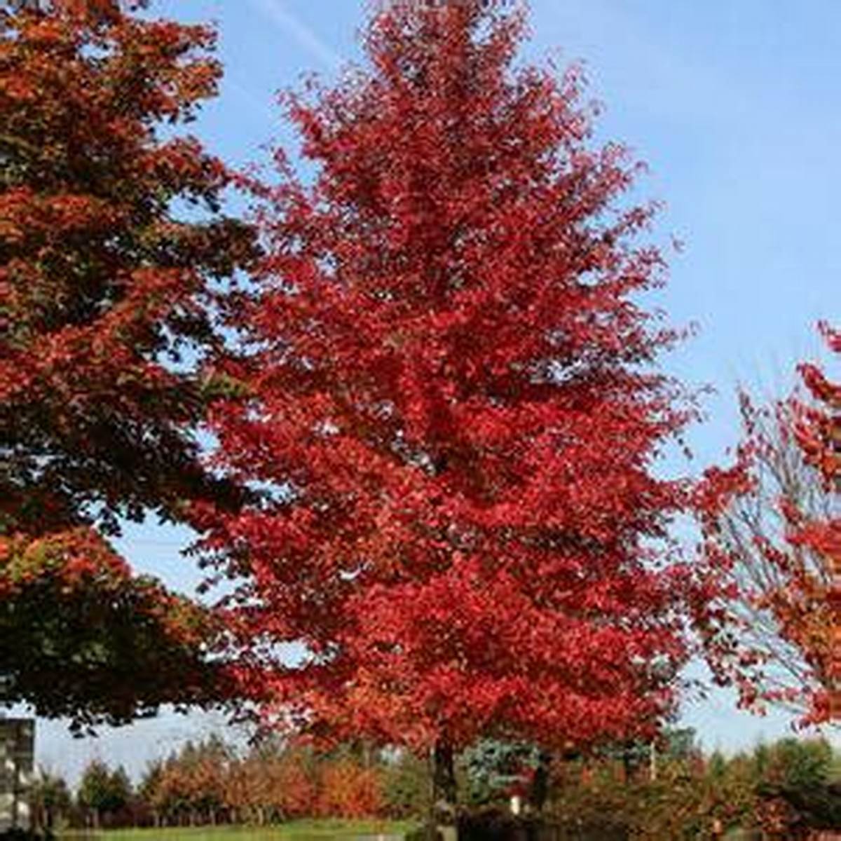 Red Splyndor™ Black Gum Tree