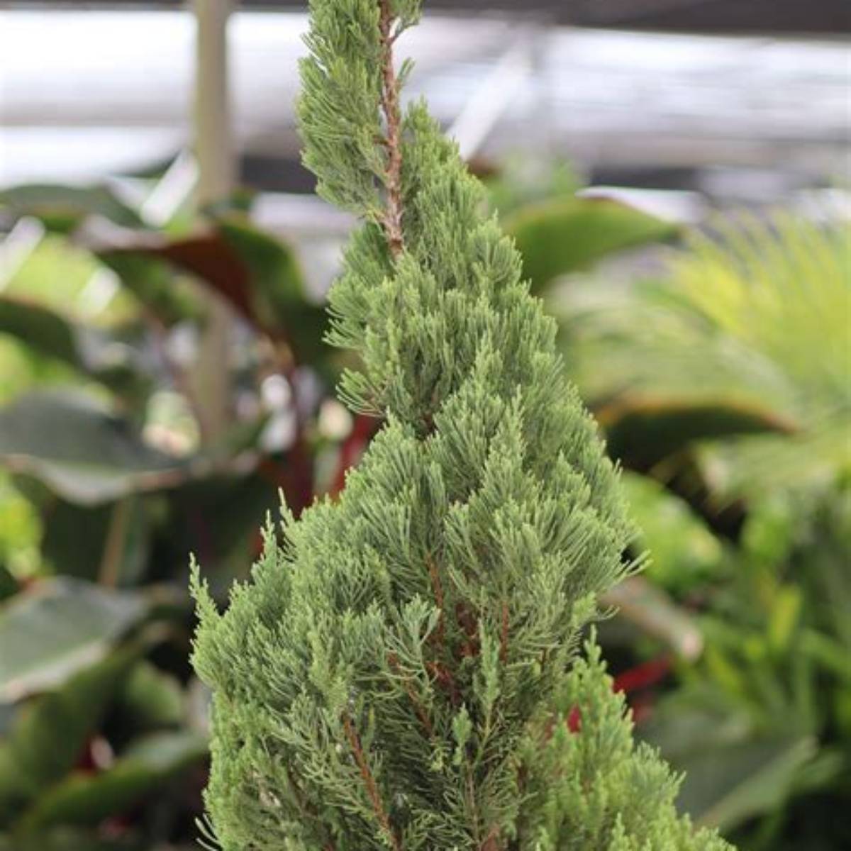 Blue Point Juniper - Spiral