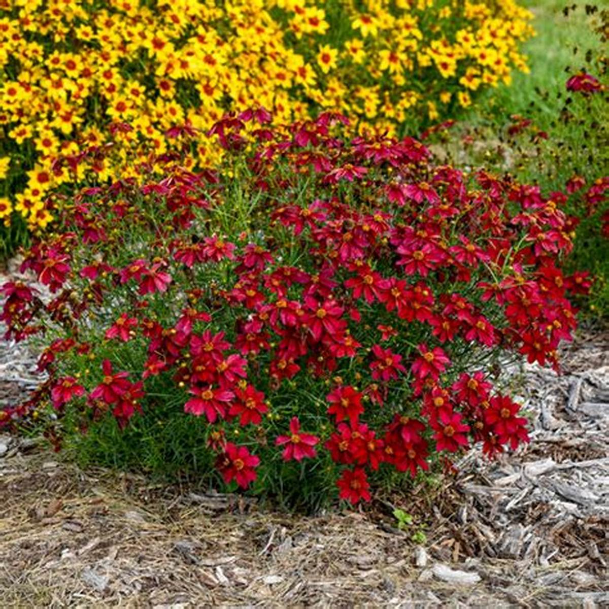 Designer Threads® Scarlet Ribbons Coreopsis