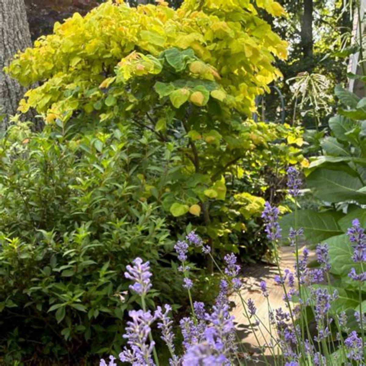 Golden Falls® Redbud Tree