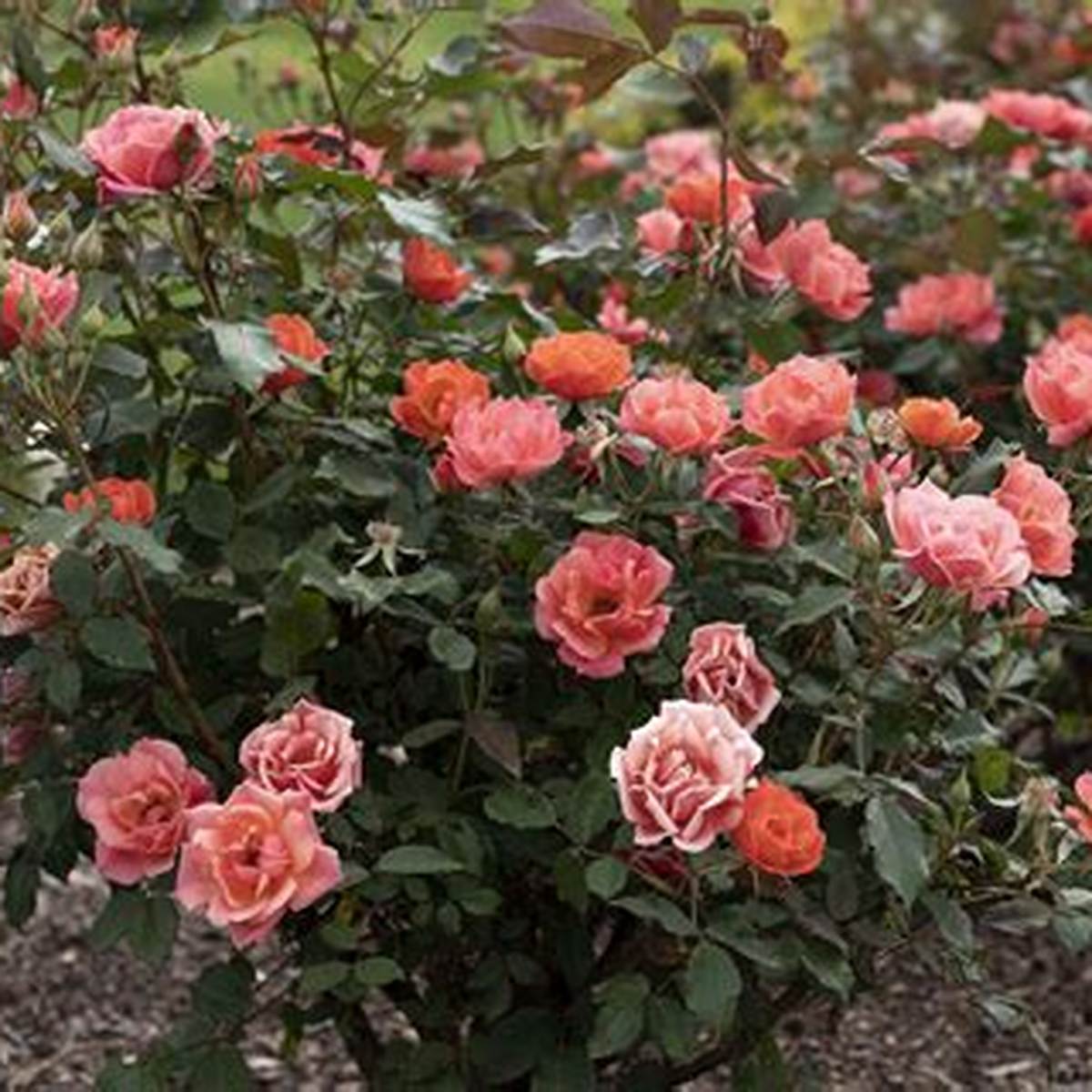 Coral Knock Out® Rose