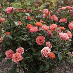 Coral Knock Out® Rose