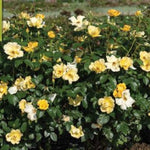 Easy Bee-zy™ Knock Out® Rose