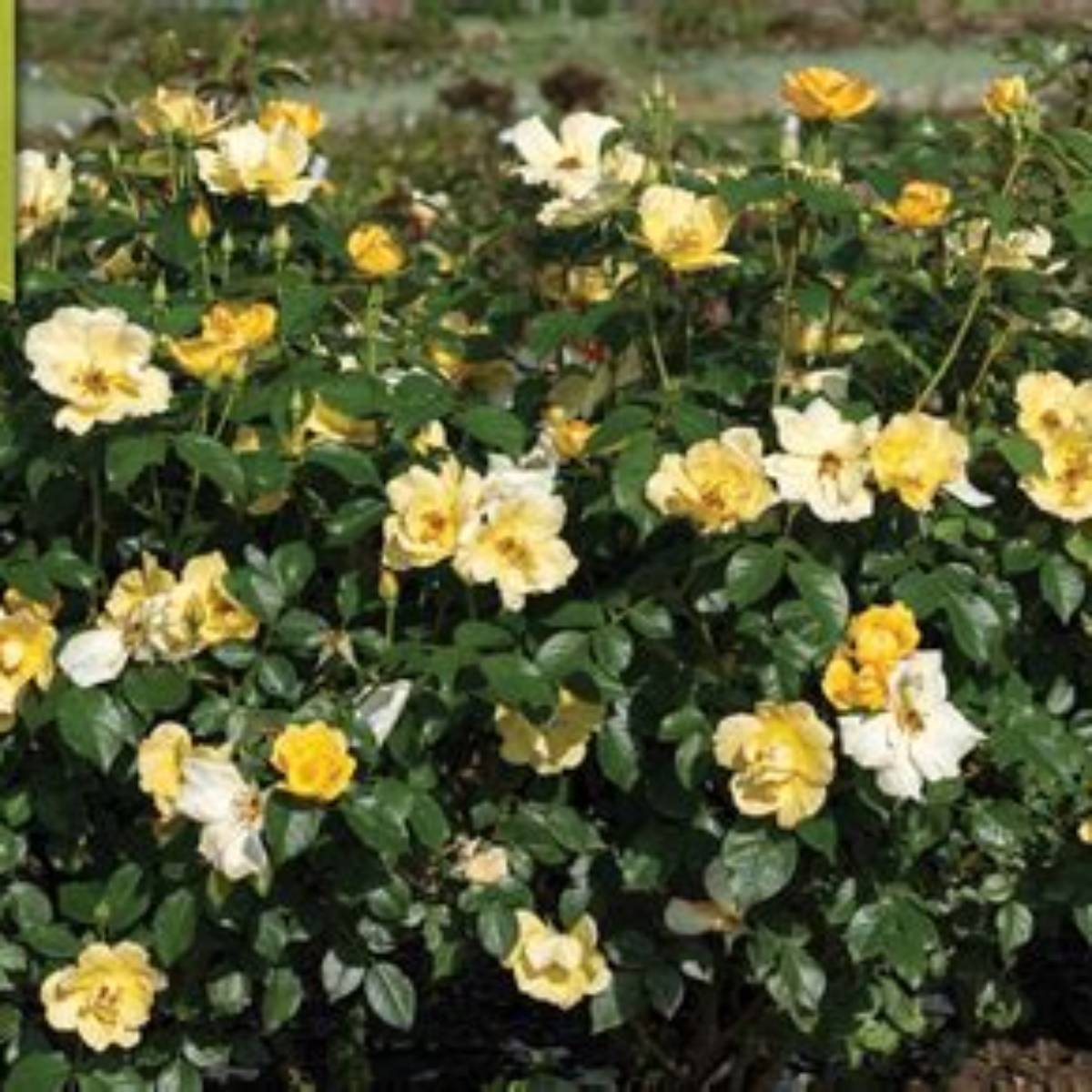Easy Bee-zy™ Knock Out® Rose