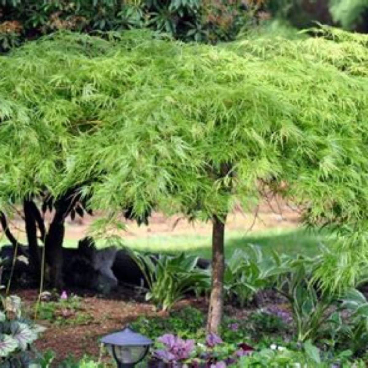 Green Lace Japanese Maple Tree