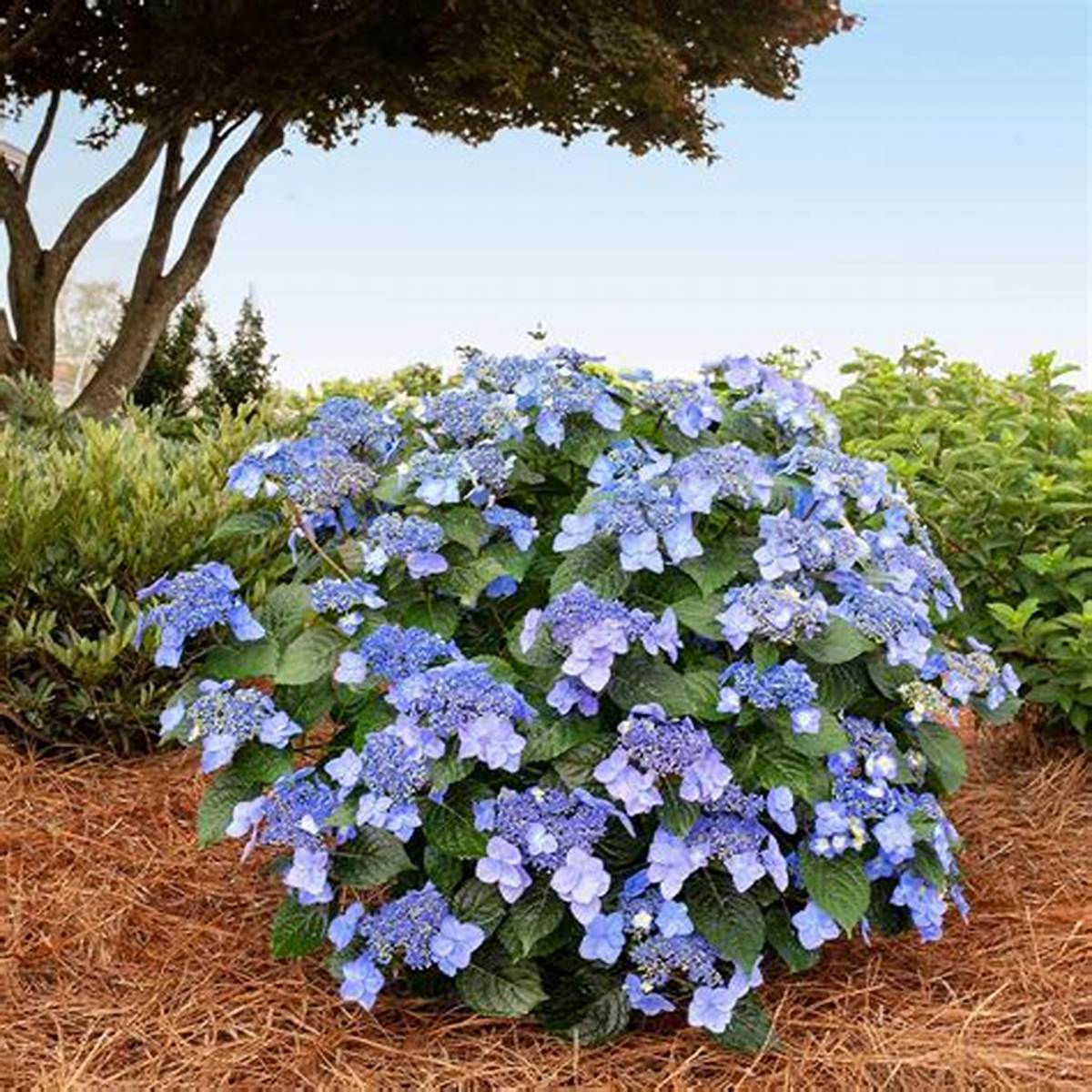 Endless Summer® Pop Star™ Hydrangea
