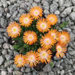 Jewel of Desert Topaz Ice Plant