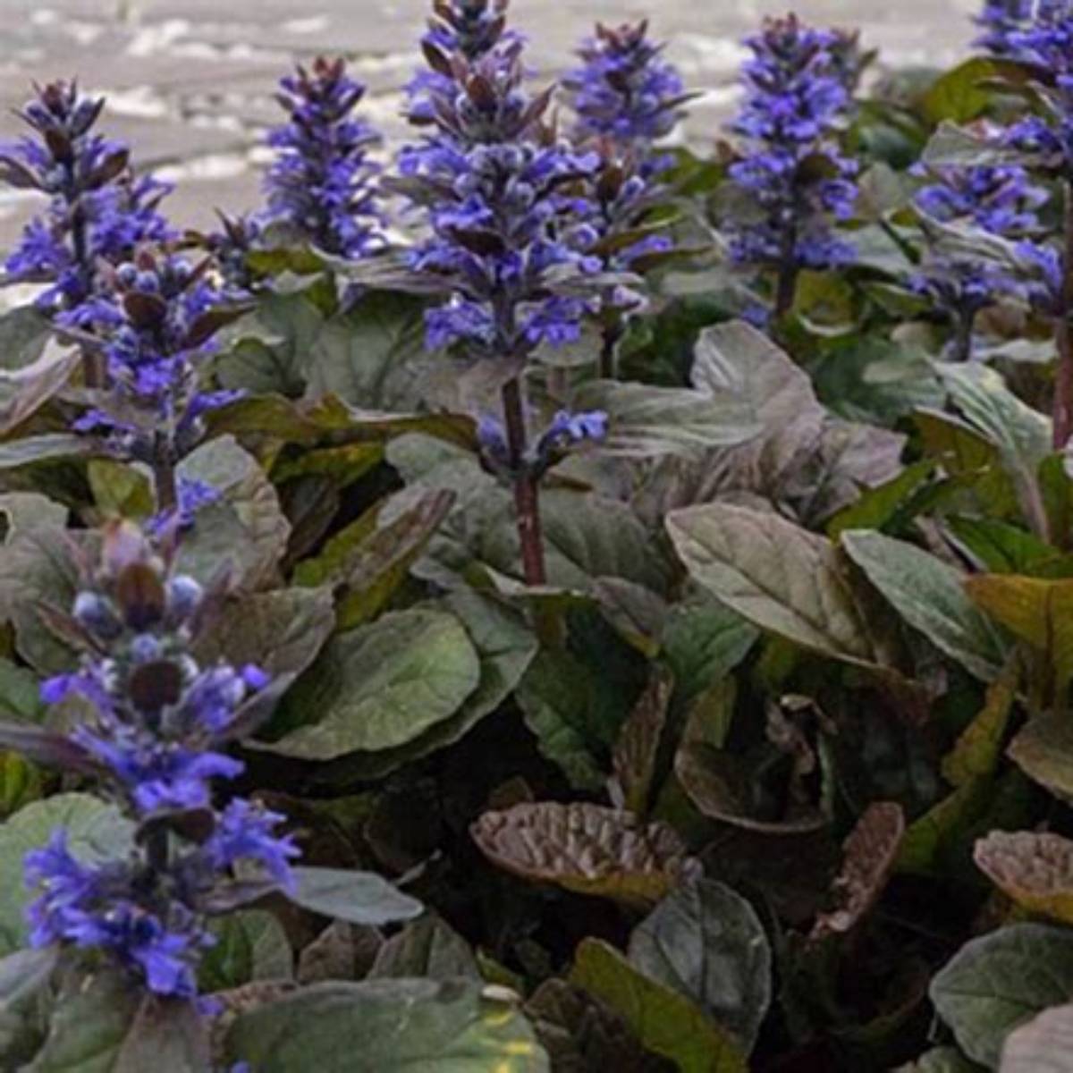 Bronze Beauty Ajuga