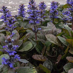 Bronze Beauty Ajuga
