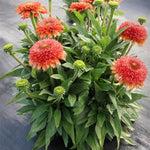 Delightful™ Tropics Coneflower