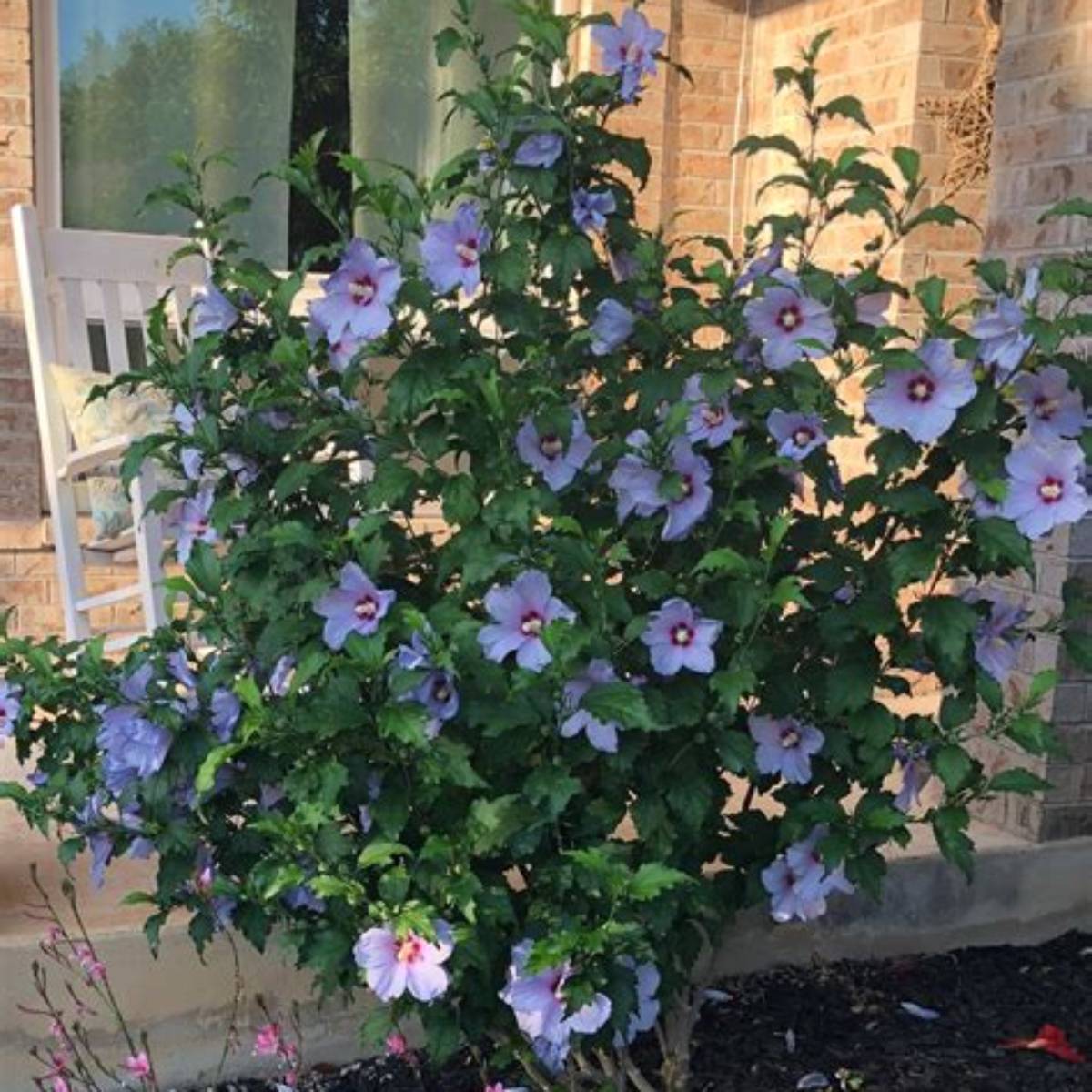 Blue Angel™ Althea