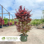 Twombley's Red Sentinel Japanese Maple Tree