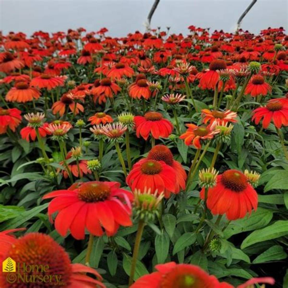Sombrero® Mandarin Mambo Coneflower