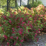 Red Prince Weigela