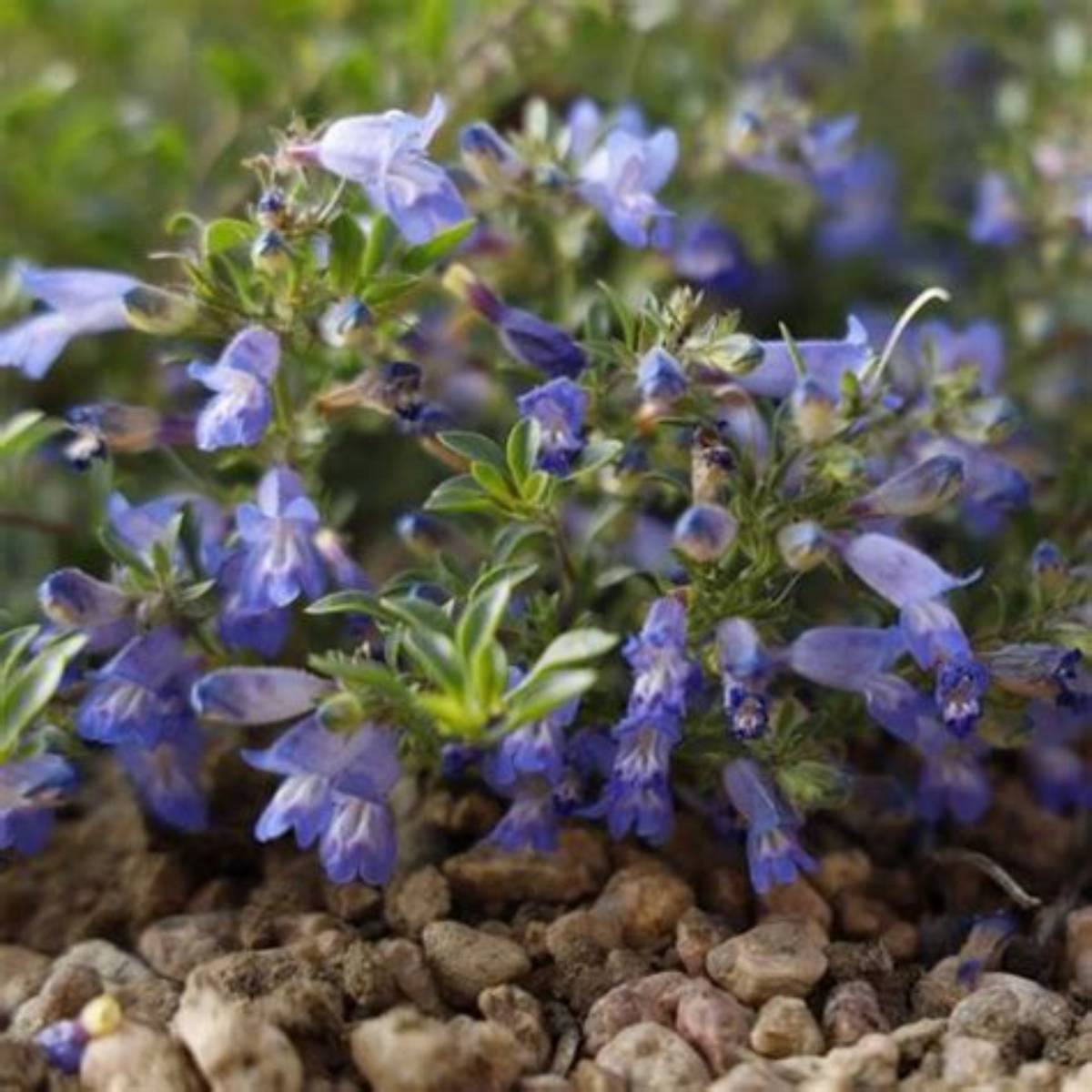 Waggon Wheel® Bluemat Penstemon