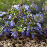 Waggon Wheel® Bluemat Penstemon