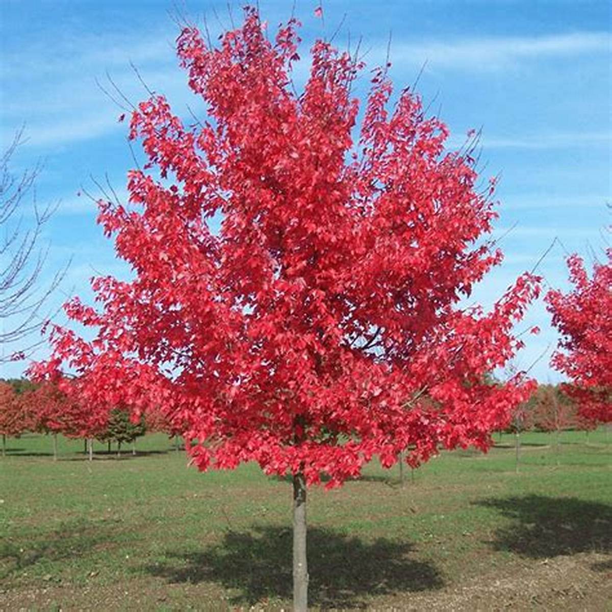 Summer Red® Maple Tree