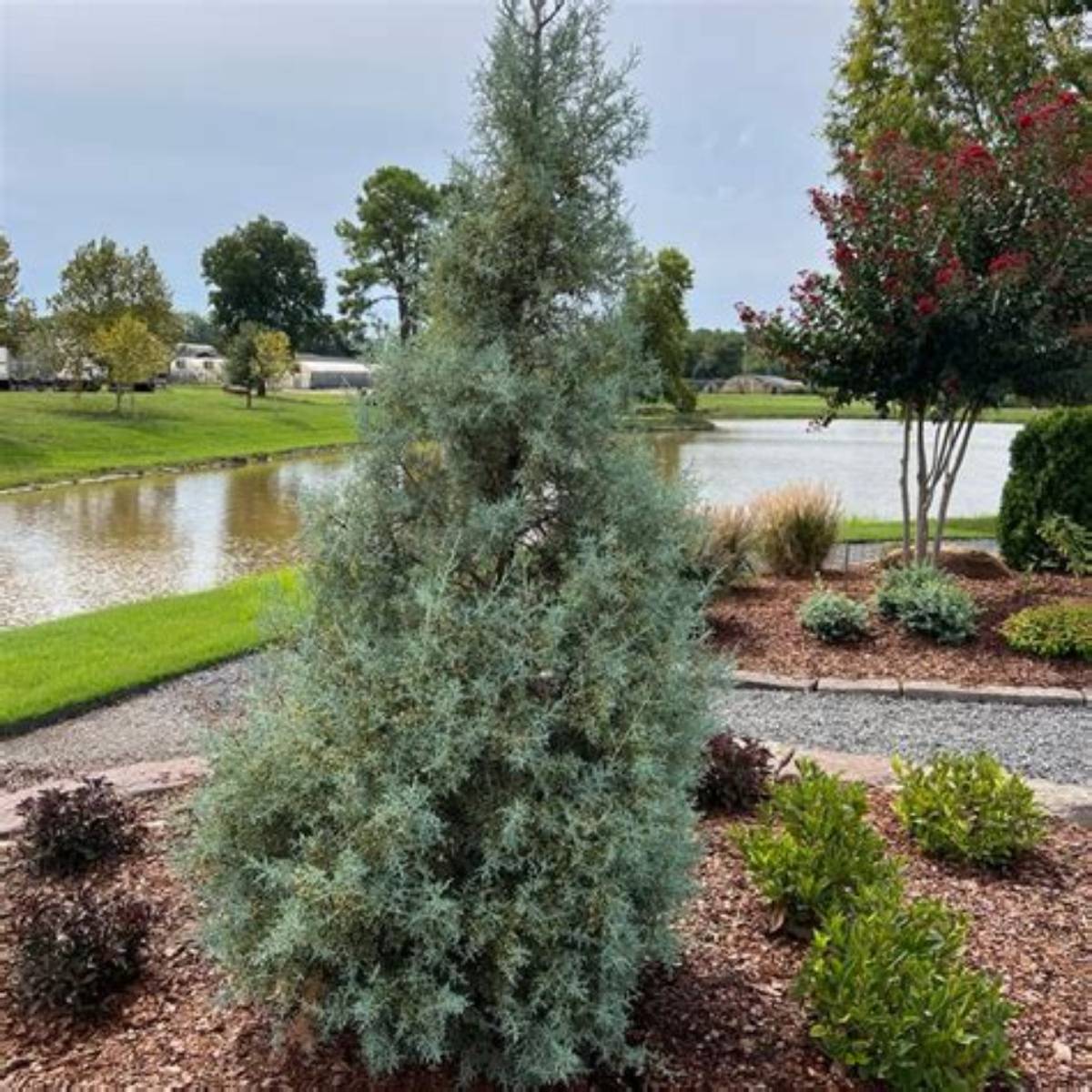 Quick Frost™ Arizona Cypress