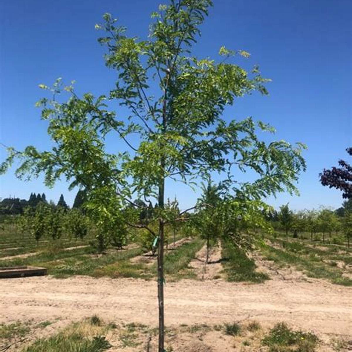 Shademaster® Honeylocust Tree