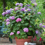 Endless Summer® Bloomstruck® Hydrangea