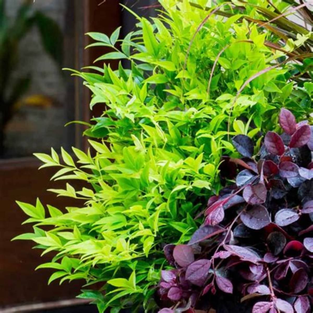 Lemon Lime Nandina