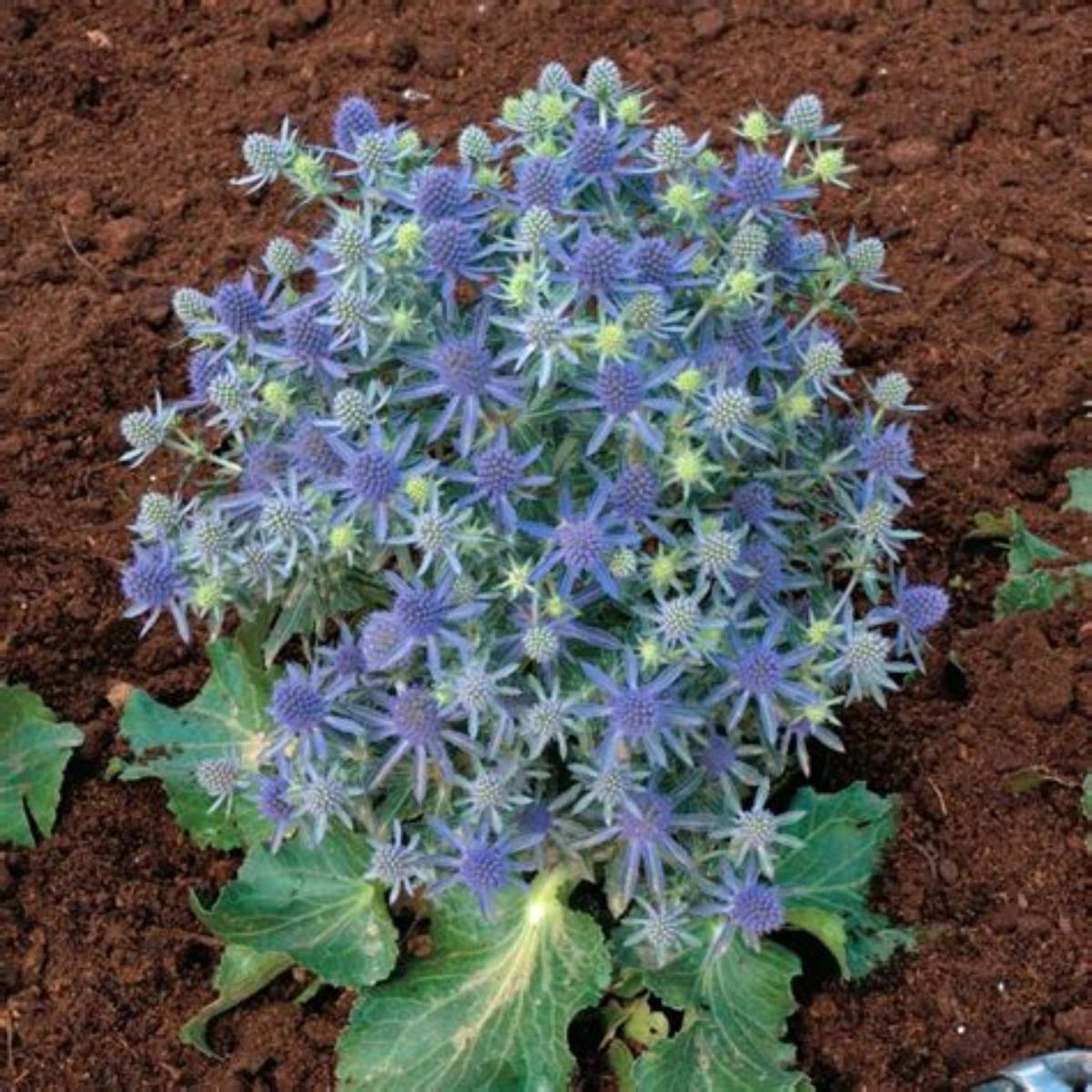 Blue Hobbit Sea Holly
